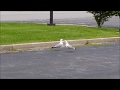 Seagulls Battle In The Parking Lot
