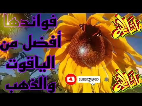 , title : 'نبات دوار الشمس وفوائده السحرية علاجيا وغذائيا وصناعيا / Helianthus annus'