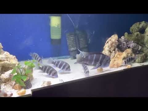 Frontosa Burundi group