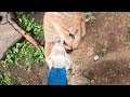 Rescued Cougars Pounce And Hunt For Snacks