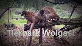 preview picture of video 'Tierpark Wolgast, Zoo Ostsee Usedom'