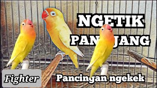 Download lagu Lovebird ngetik panjang terbaru mp3