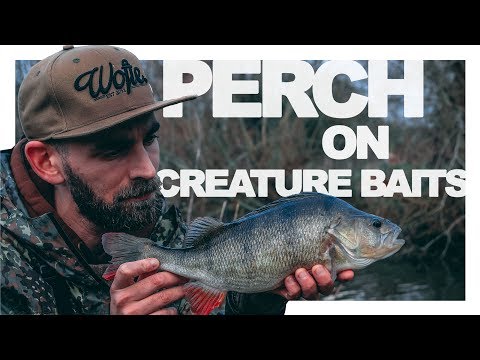 PERCH FISHING - Catching BIG perch on creature bait lures + strange catch!