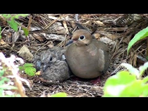Mourning Dove Male & Baby - Day 5