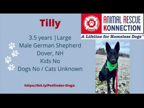 Tilly, an adoptable German Shepherd Dog in Winthrop, MA_image-1
