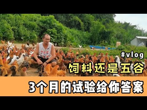 禽類有哪些