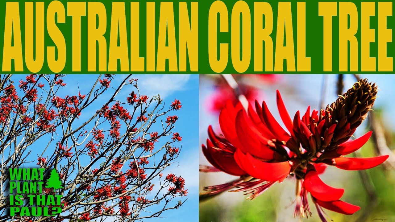 What does a coral tree look like? – EN General