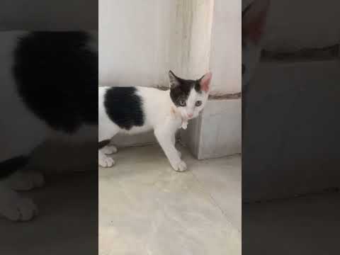Kitten's video ❤️❤️❤️❤️