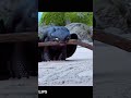 Don T Stop Shorts Edit Httyd Toothless Fyp Fypシ Nightfury Dragon Lightfury Httyd3