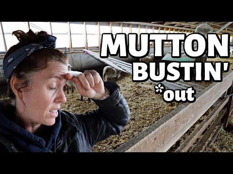 Take two.✌️ | Sheep Farming FAILS. | Vlog 444