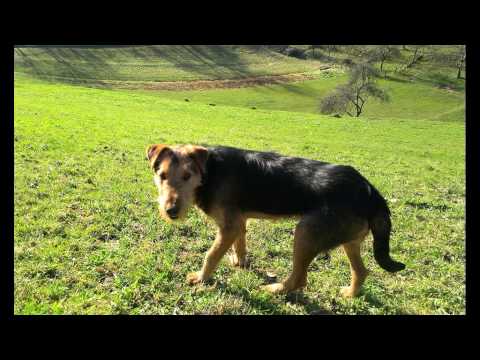 Iarba verde de acasa (Măgura, Bihor)