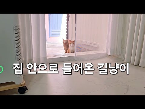 길고양이가 집에 처음 들어왔다 세상 처음 본 집안 세상