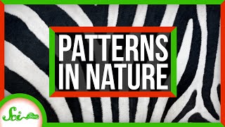 The Link Between Zebra Stripes and Sand Dunes | Natural Patterns