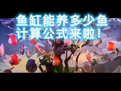 小魚缸可以養幾隻魚