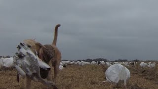preview picture of video 'Goose Hunting - El Campo, TX'