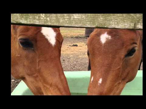 My ex racehorse Tandava...a tribute to all ex racers