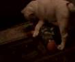 The Adventures Of Beaumont And His Tickle Me Elmo 10 Wks
