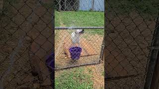 Video preview image #1 Mutt Puppy For Sale in Jackson, MS, USA