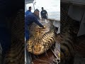 Giant Sea Monsters Caught By Fishermen GiantSeaCreatures FishingDiscoveries OceanMysteries
