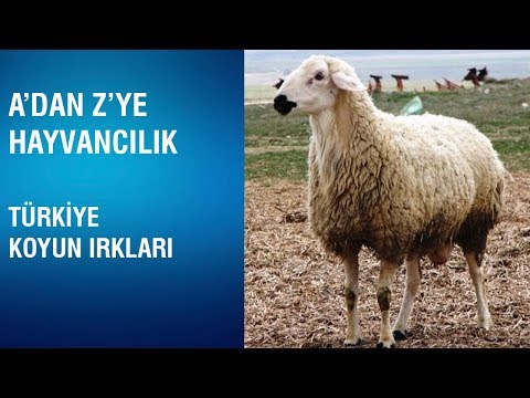 , title : 'A'dan Z'ye Hayvancılık - Türkiye Koyun Irkları'