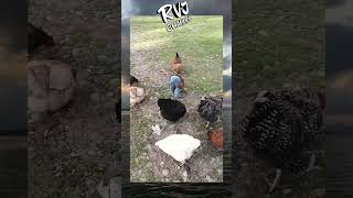 Download lagu Ayam pakai celana lucu banget 🤣 mp3