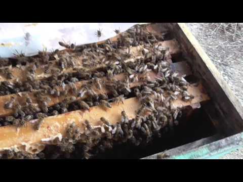 Tineti cuibul strans si hraniti cu polen si miere cristalizata in folie dubla - 18 Martie 2017