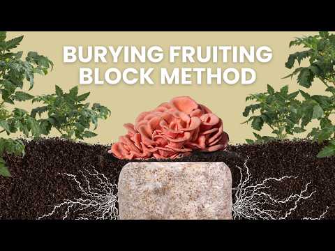 Thumbnail for video: The Easiest Way to Grow Mushrooms Outdoors - The 'Plant & Grow' Mushroom Garden Starter