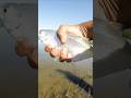 Video Thumbnail for Fishing / Goldeye #fishing #shorts #riverfishing