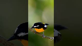 Download lagu 'Discover the Beauty of the Yellow-Rumped Flycatcher!' mp3 Download lagu 'Discover the Beauty of the Yellow-Rumped Flycatcher!' mp3