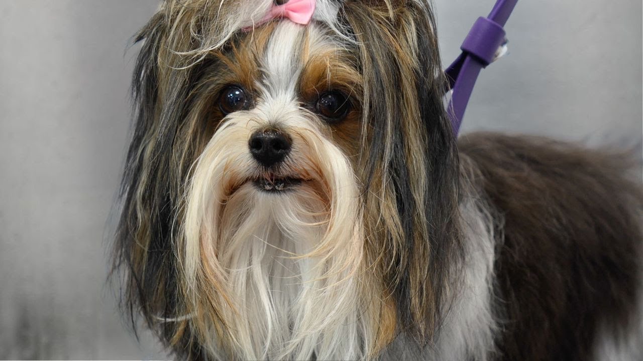 The Rare Dog Breed That's Stealing Everyone's Hearts😍