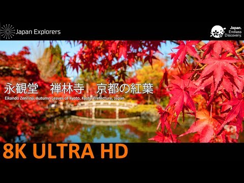 永観堂禅林寺　京都の紅葉　Eikando Zenrinji, Autumn Leaves of Kyoto [8K]