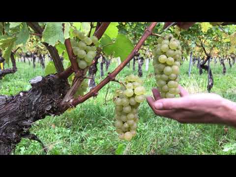 Découvrez notre nouveau CHARDONNAY Signature 2019 Domaine Bouvet-Jabloir! Un millésime frais qui laisse place à l'aromatique en plus de sa richesse en bouche! Un vin qui s'est déjà classé parmi les 10 meilleurs Chardonnay du Monde avec le millésime 2017!