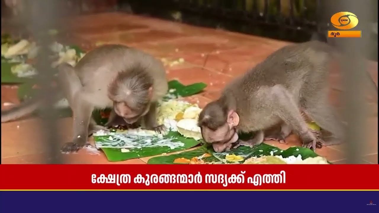 വാനരന്മാര്‍ക്കും ഓണം കുശാലാണ്... ശാസ്താംകോട്ടയിൽ വാ?
