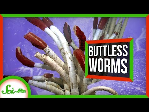 This Worm's Gut Has No Way In or Out