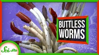 This Worm's Gut Has No Way In or Out