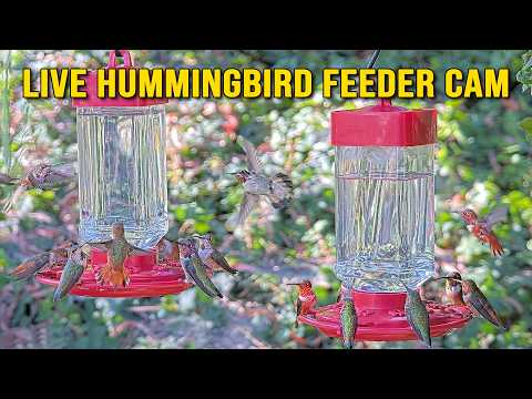 🔴 Live 24/7 🔊 Hummingbird Feeder Cam with Relaxing Sounds
