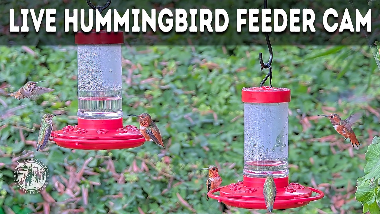 Live webcam view of Backyard Hummingbird Feeders