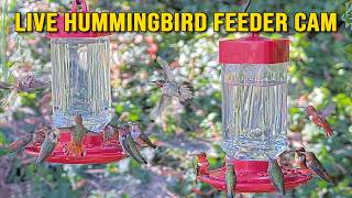 California · 🔊 Hummingbird Feeder with Relaxing Sounds live stream