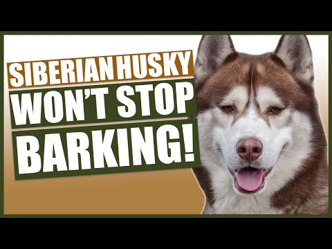 PUPPY TRAINING! How To Stop Your Husky Barking