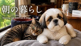 シニア犬と保護猫、毎日の暮らし