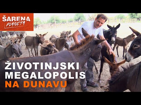 Andrija Jurašin  - ŽIVOTINJSKI MEGALOPOLIS NA DUNAVU