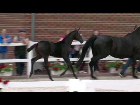 Stf v Fuerst Wilhelm x Ron William x Donnerhall 2017