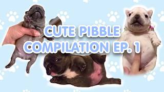 CUTE PIBBLE COMPILATION (EP. 1)