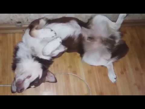 Как Малыш спит./Ласка собралась в поход./