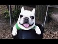 10 Hours Of Dog On Swing