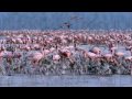 Disneynature DAS GEHEIMNIS DER FLAMINGOS Offizieller Trailer