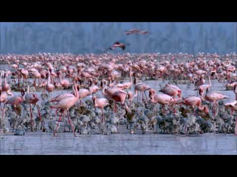 afbeelding Disneynature - DAS GEHEIMNIS DER FLAMINGOS - Offizieller Trailer