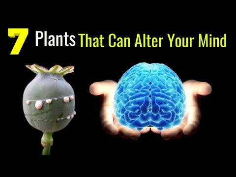 7 Plants That Can Alter your Mind || Psychoactive Plants