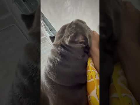 Here he comes again, begging Mommy to scratch his chin. #bulldog #petsrule #dogs