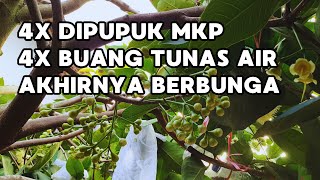 Download lagu CARA MEMBUAHKAN JAMBU AIR‼️PROSES DARI AWAL SAMPAI BERHASIL mp3 Download lagu CARA MEMBUAHKAN JAMBU AIR‼️PROSES DARI AWAL SAMPAI BERHASIL mp3